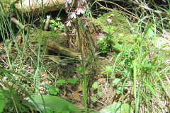 Orchis purpurea Purpurorchis